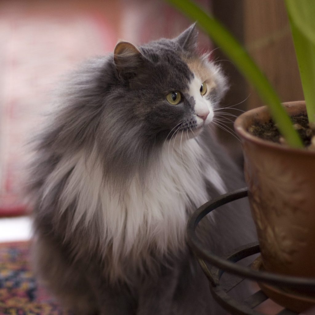 gray cat 2026 01 07 02 08 18 utc